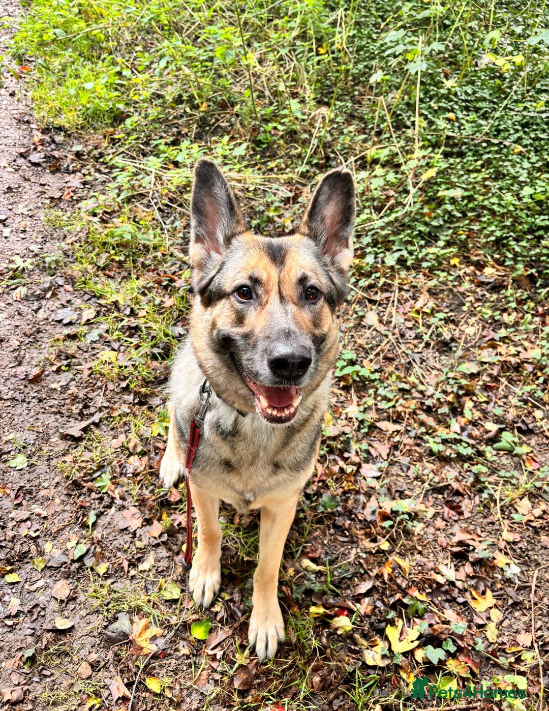 German Shepherd dogs for sale: Rehome a Beautiful German Shepherd - Image 2