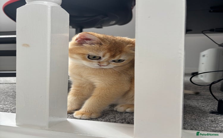 Scottish Fold cats - Advert 1