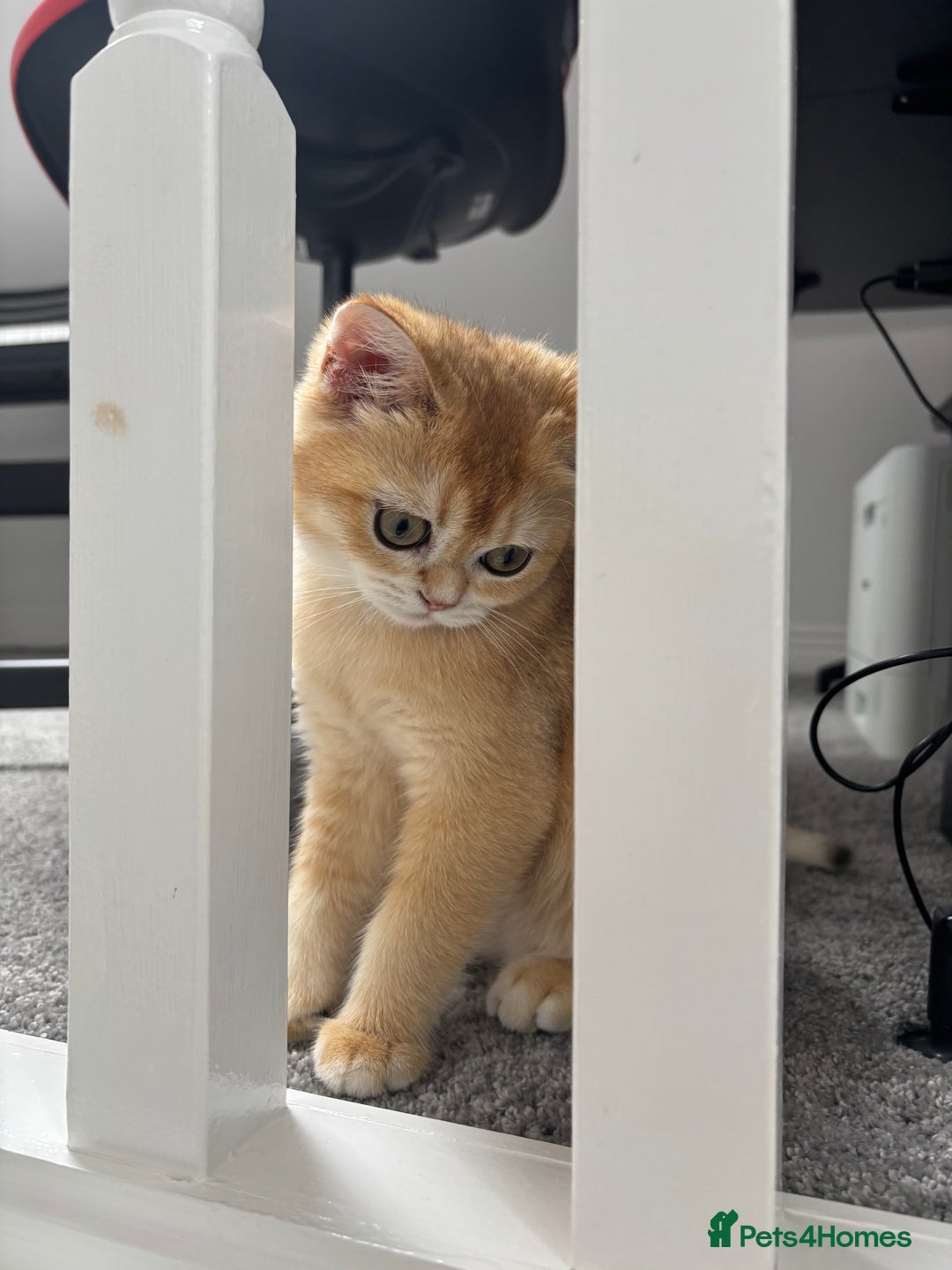 Scottish Fold cats for sale: Scottish fold kitten  - Image 2