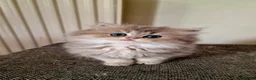 British Shorthair cats for sale: 🌟GCCF registred kittens 🌟 - Advert 27