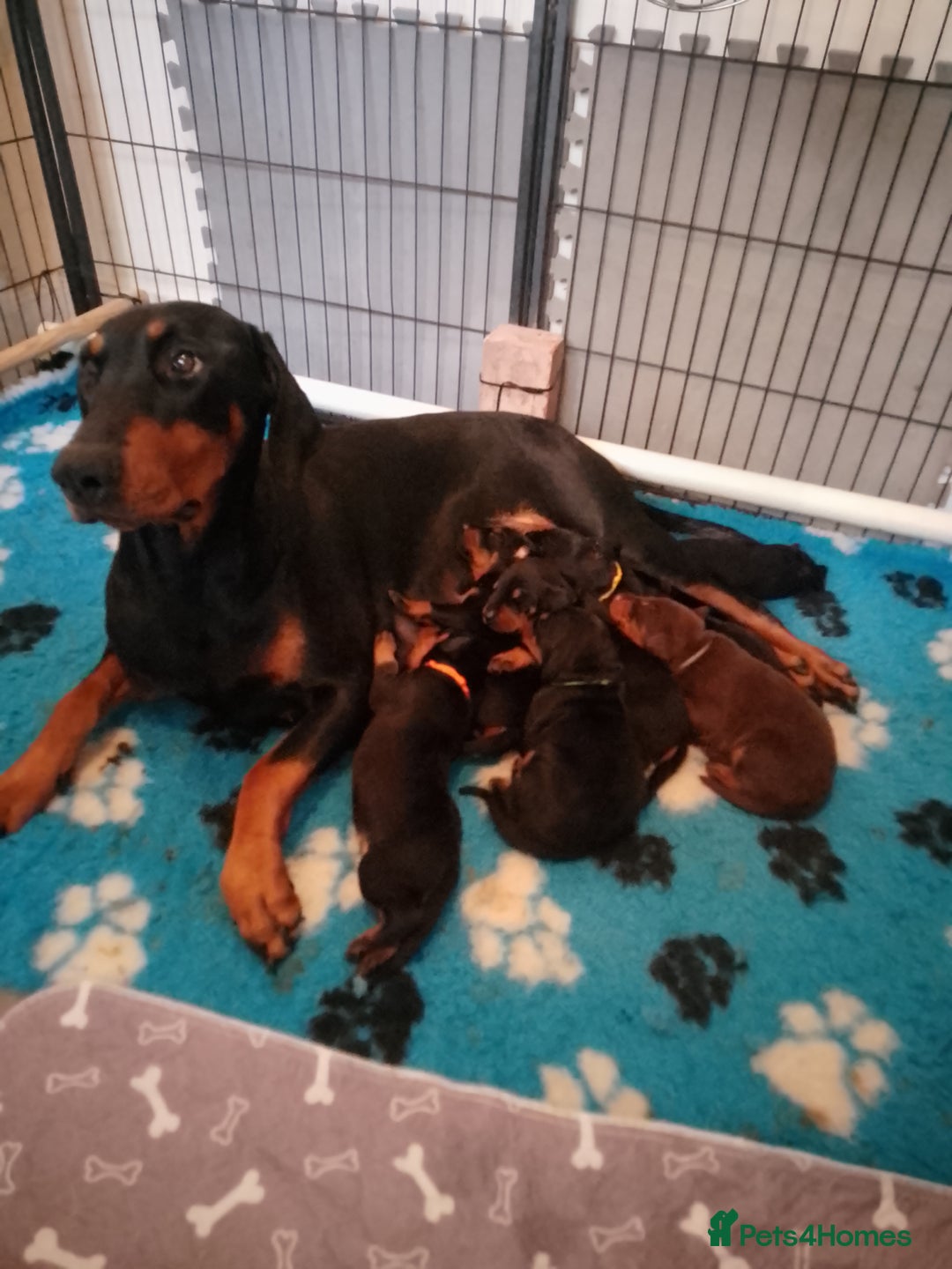 Dobermann dogs for sale: Evalesco Dobermanns - Advert 2