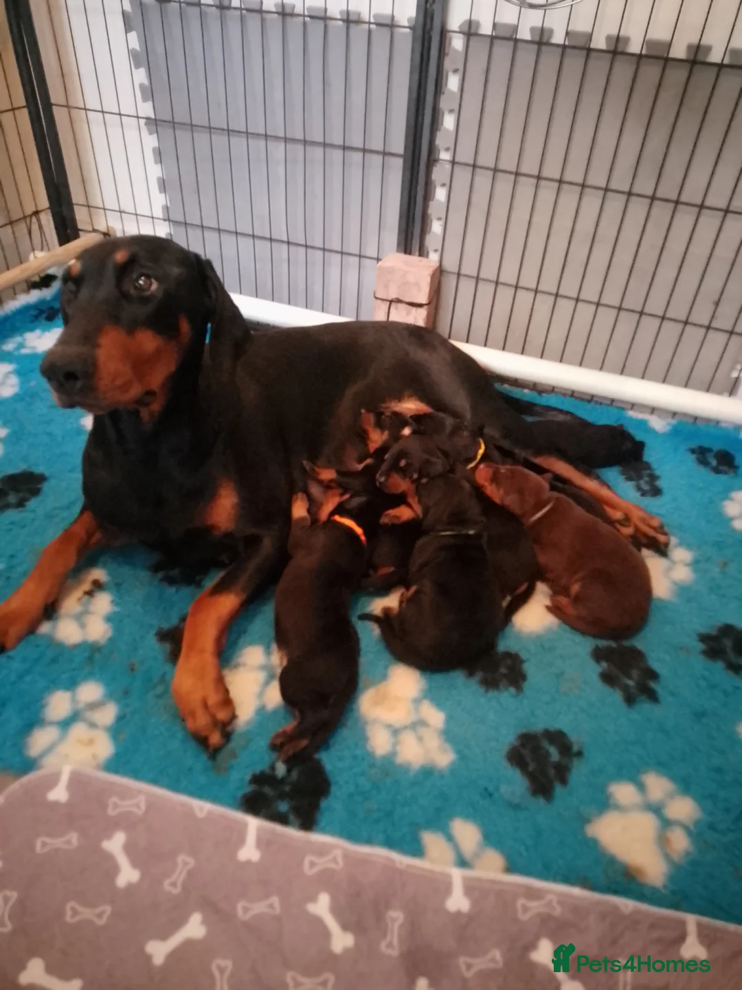 Dobermann dogs for sale: Evalesco Dobermanns - Advert 9