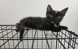 Domestic Shorthair cats for sale: Female tortoiseshell Kitten  - Image 1