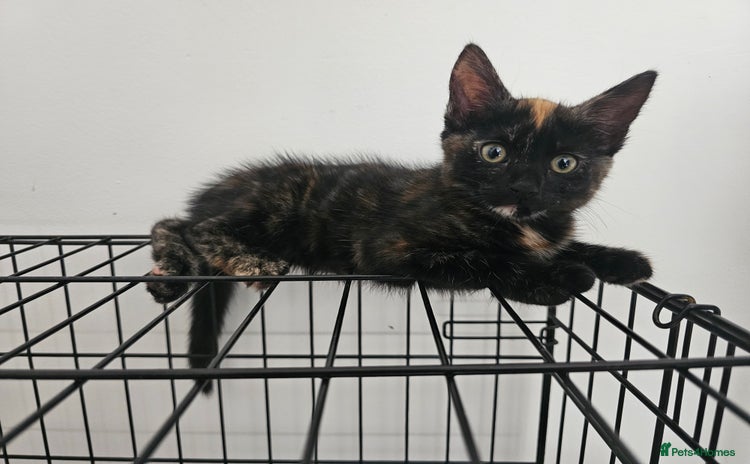 Domestic Shorthair cats - Advert 5