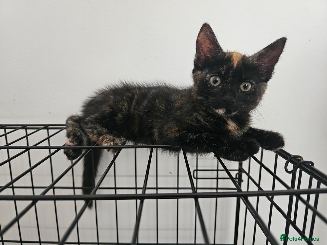 Domestic Shorthair cats for sale: Female tortoiseshell Kitten  - Image 1