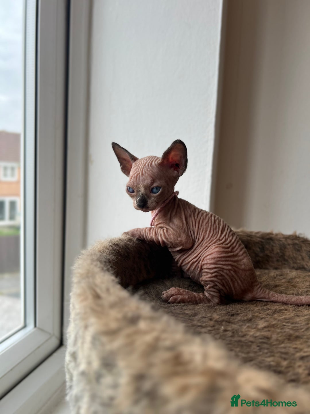 Sphynx cats for sale: Exquisite Sphynx Kittens - Image 19