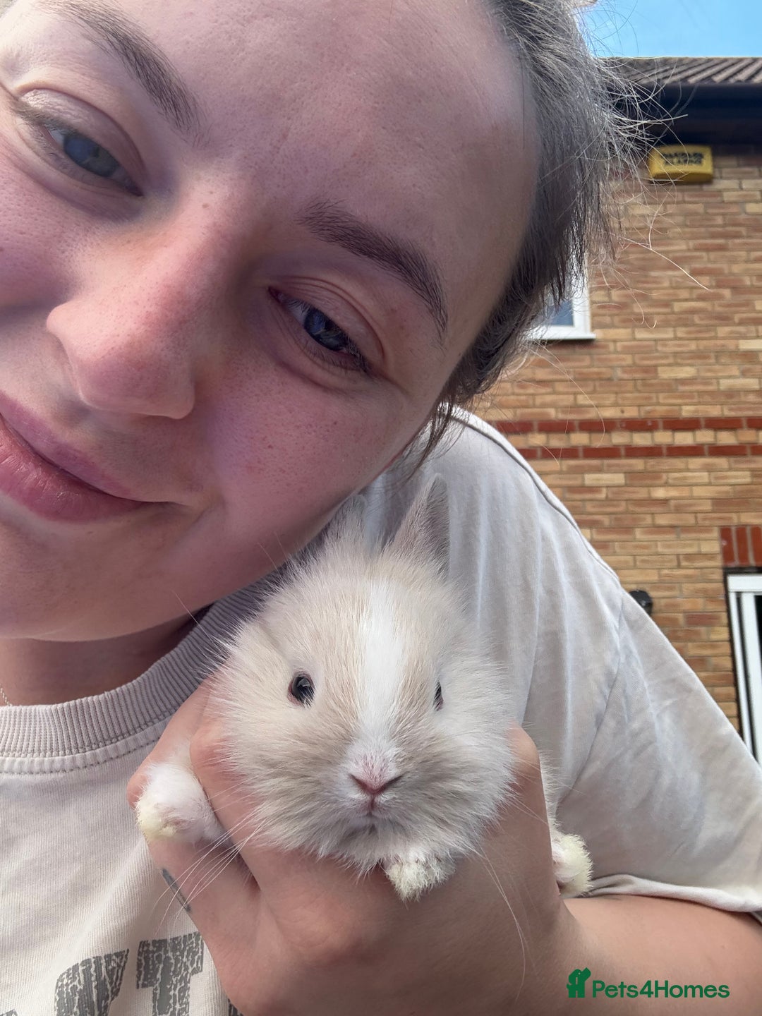 Lionhead rabbits for sale: 5x beautiful dwarf lion head bunnies  - Image 4