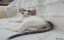 Mixed Breed cats for sale: Farm kittens  - Image 10