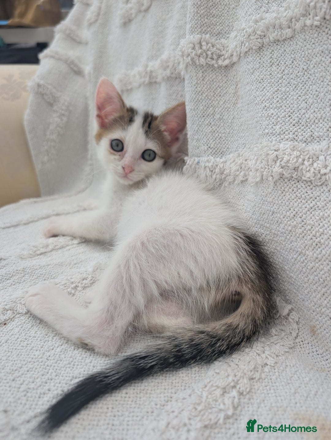 Mixed Breed cats for sale: Farm kittens  - Image 10