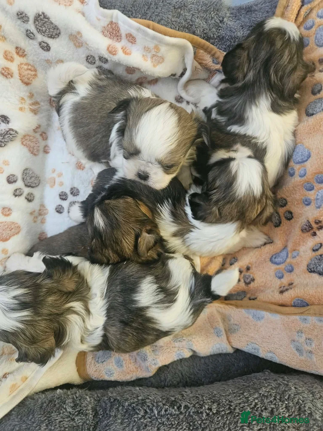 Shih Tzu dogs for sale: Shih Tzu puppys - Advert 2