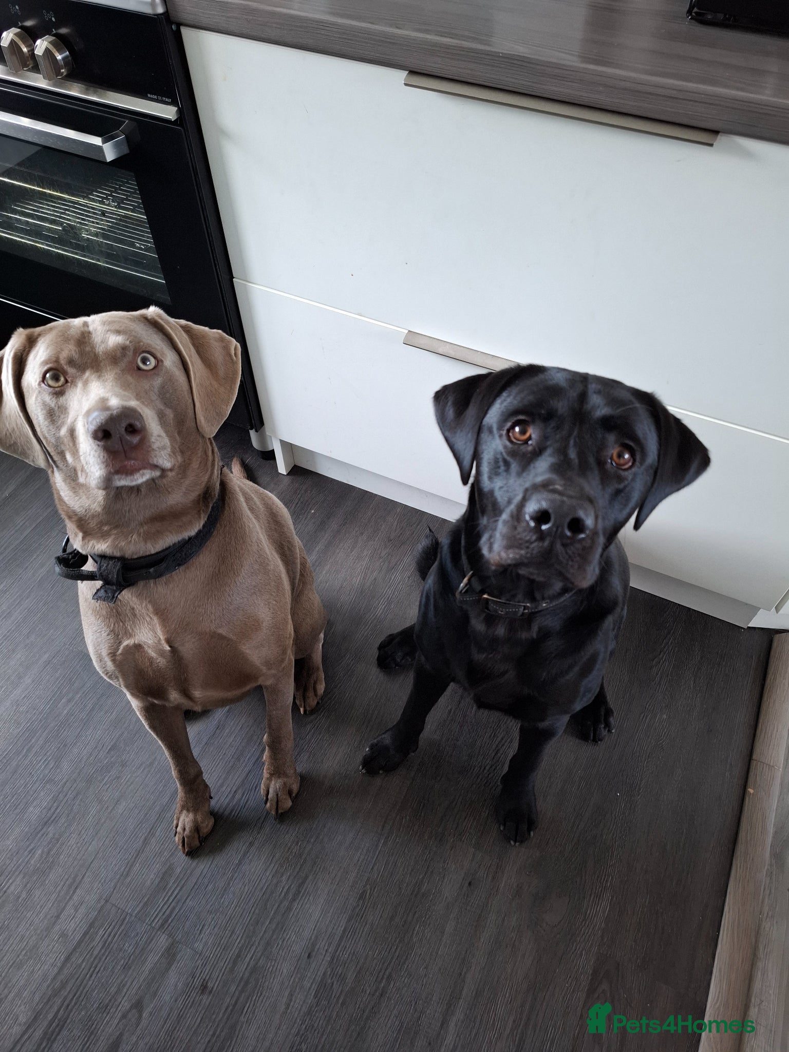 Mixed Breed dogs Charlie - Advert 2