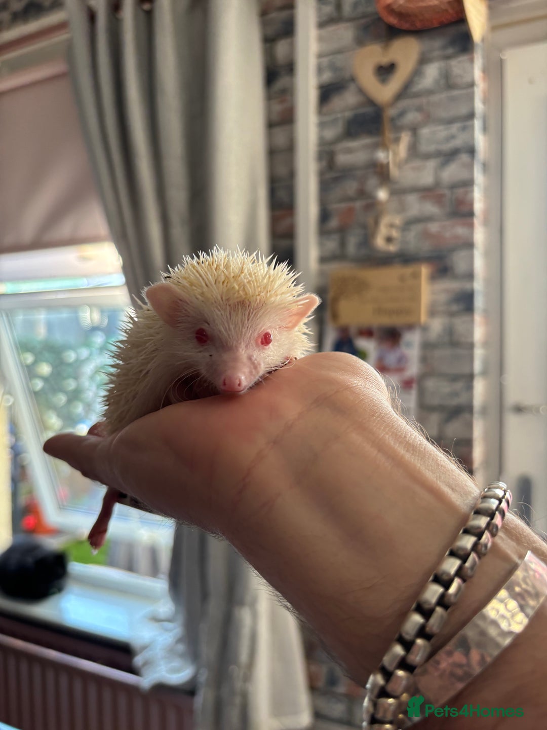 Pygmy Hedgehog rodents for sale: Stunning baby African Pygmy hoglets - Image 6
