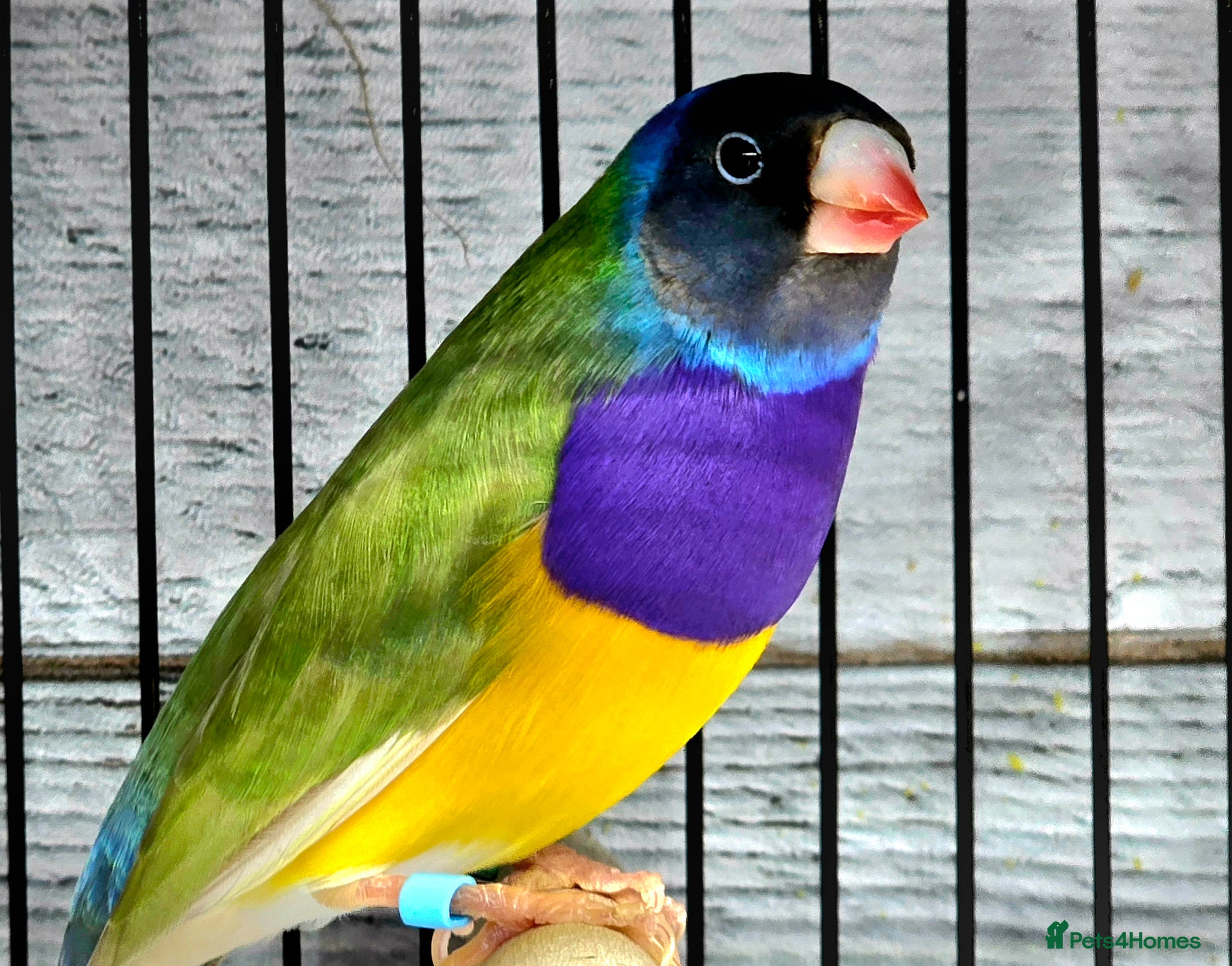 Finches birds 7 senior gouldian finches  - Advert 2