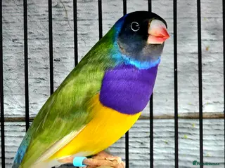 Finches birds 7 senior gouldian finches - Advert 2