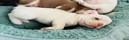 French Bulldog dogs for sale: French bulldog Puppies  - Advert 20