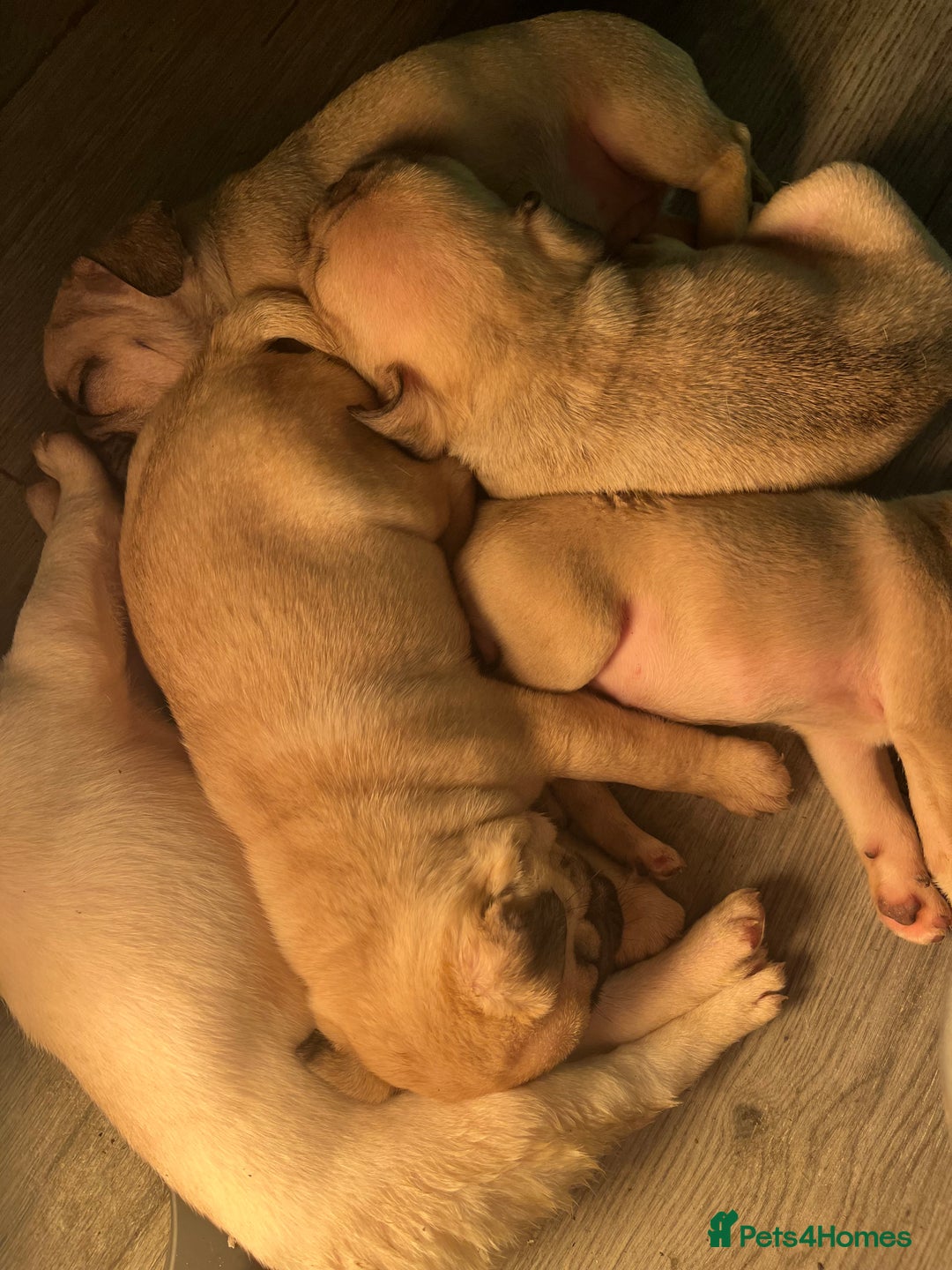 Frug dogs for sale: Pug puppies  - Advert 6