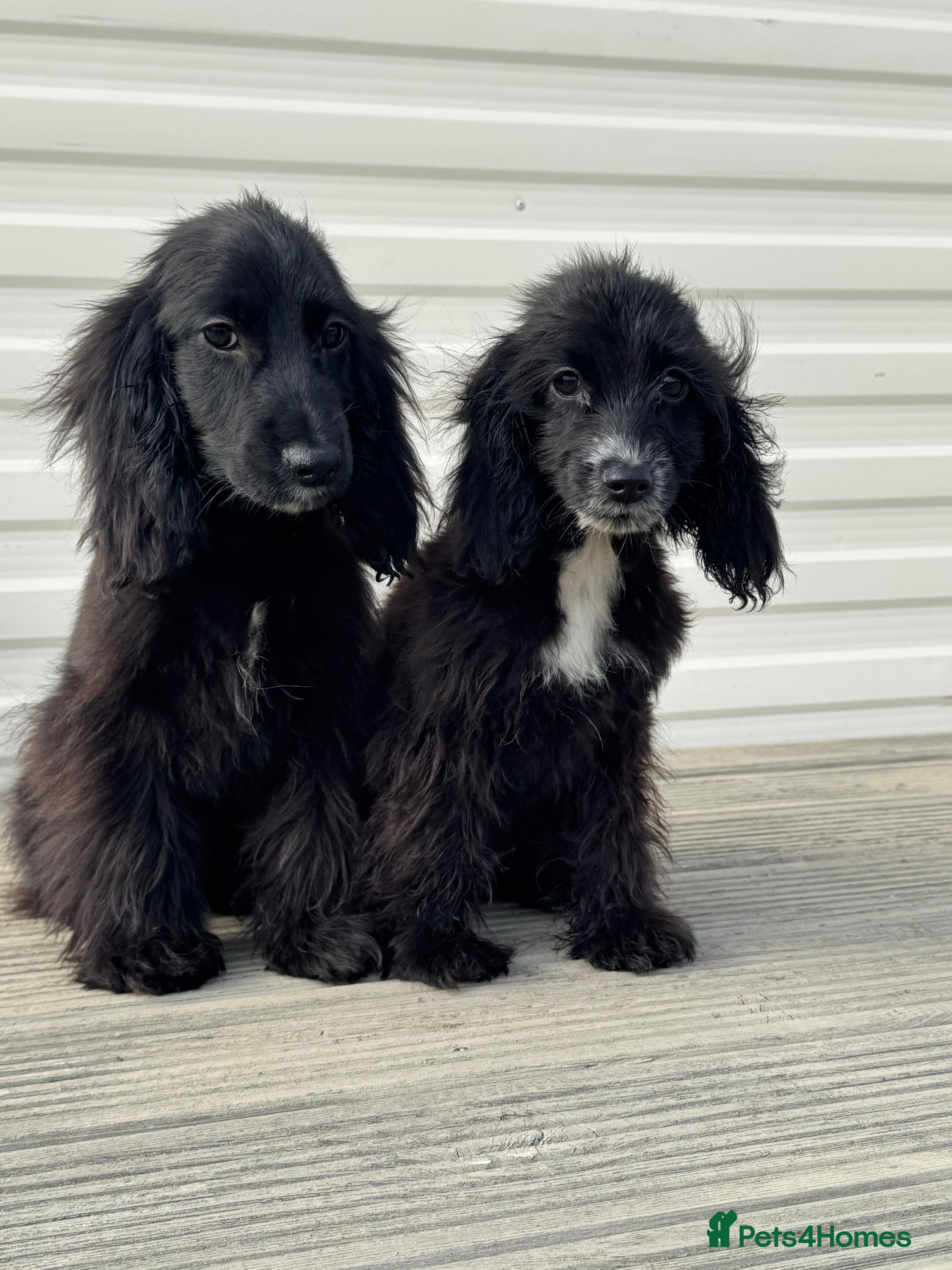 Cocker Spaniel dogs cocker spaniel two boy puppy’s left - Advert 14