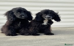 Cocker Spaniel dogs for sale: cocker spaniel two boy puppy’s left - Image 1