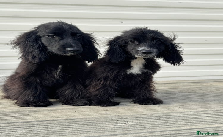 Cocker Spaniel dogs - Advert 9