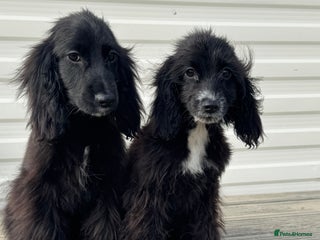Cocker Spaniel dogs - Advert 6