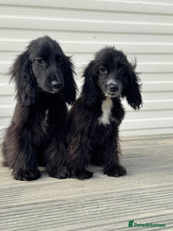Cocker Spaniel dogs - Advert 8