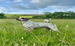 German Shorthaired Pointer dogs for sale: Braque Du Bourbonnais 🇫🇷 French Pointer - Image 1