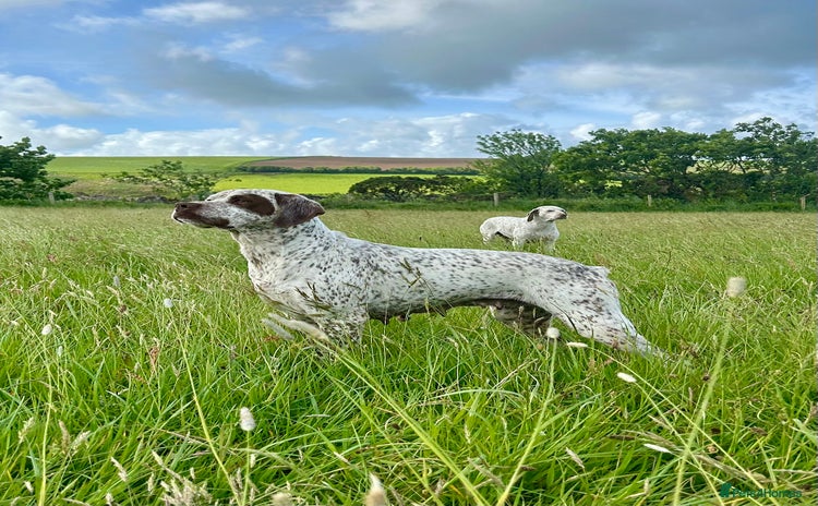 German Shorthaired Pointer dogs - Advert 1