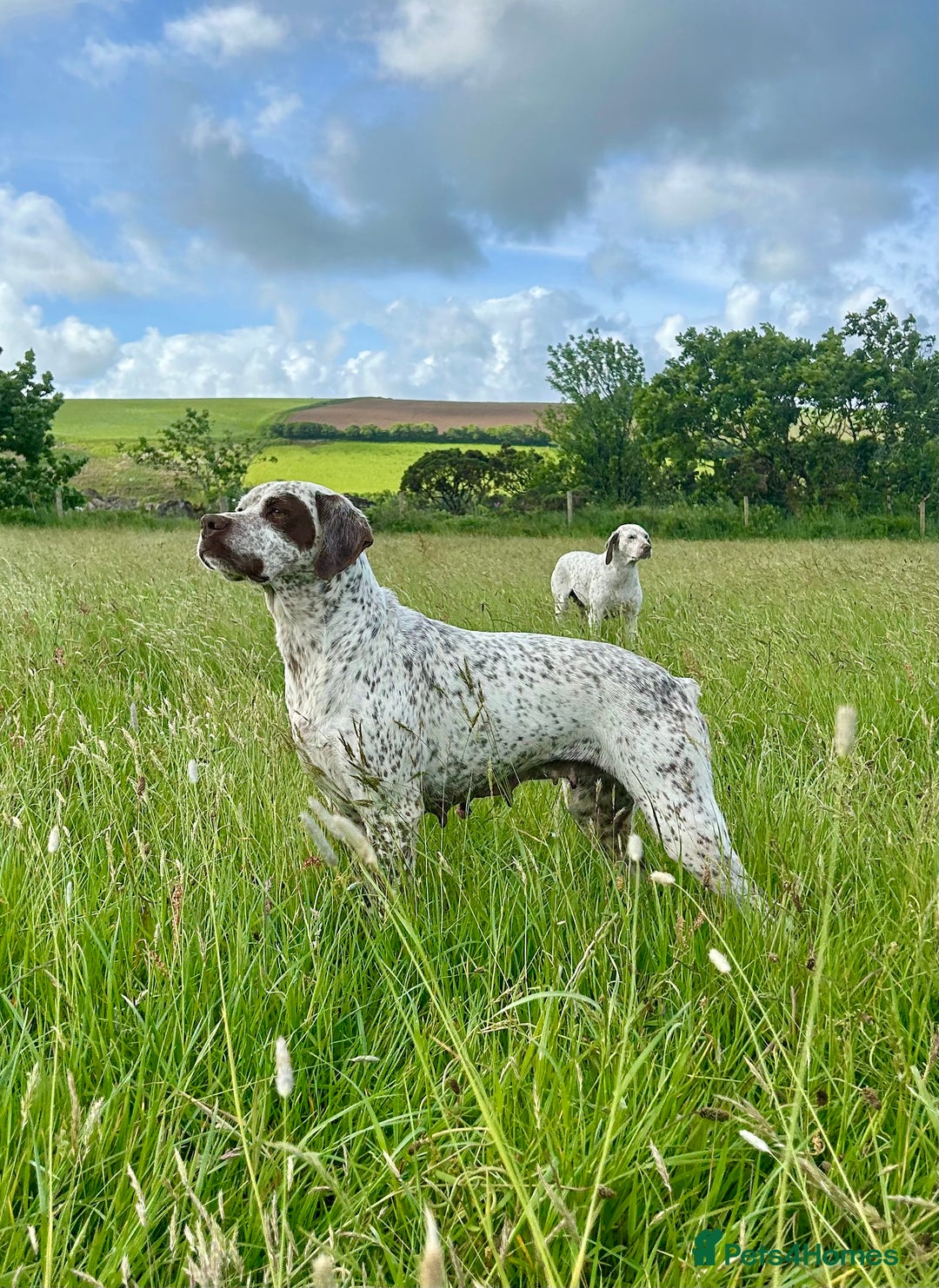 German Shorthaired Pointer dogs for sale: Braque Du Bourbonnais 🇫🇷 French Pointer - Image 1
