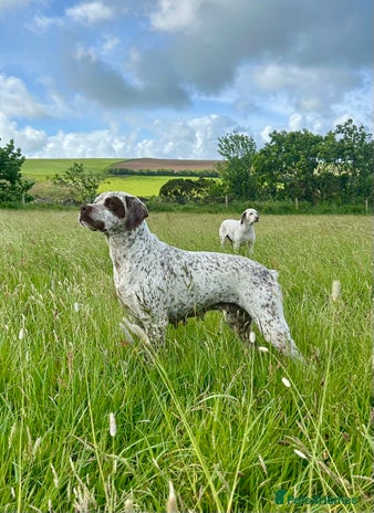 German Shorthaired Pointer dogs - Advert 11