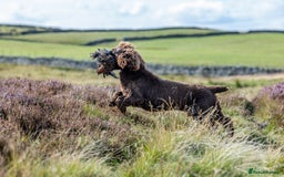 Cocker Spaniel dogs for stud: Working cocker spaniel for stud in Bedale - Image 10