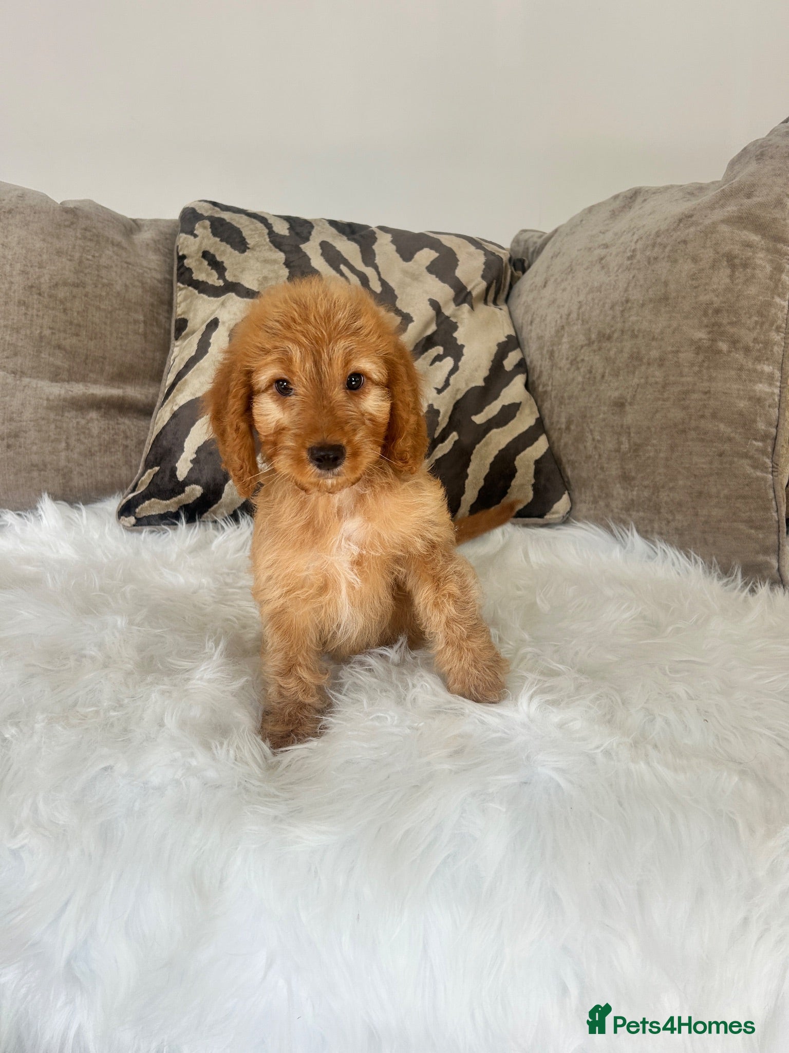 Cockapoo dogs F1 golden cockapoo puppies  - Advert 2