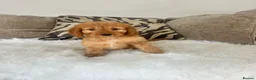 Cockapoo dogs for sale: F1 golden cockapoo puppies  - Advert 2