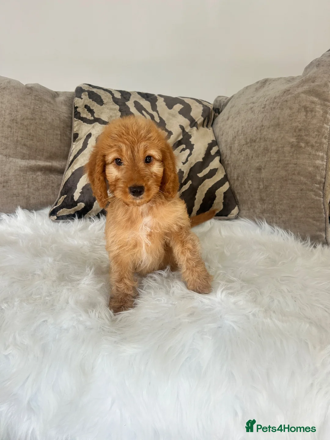 Cockapoo dogs for sale: F1 golden cockapoo puppies  - Advert 2