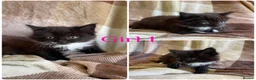 Mixed Breed cats for sale: Gorgeous kittens for sale  - Advert 5