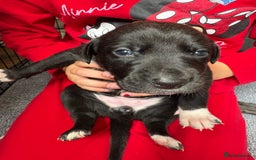 Mixed Breed dogs for sale: Beautiful whippet cross labrador(collie) puppies  - Image 36