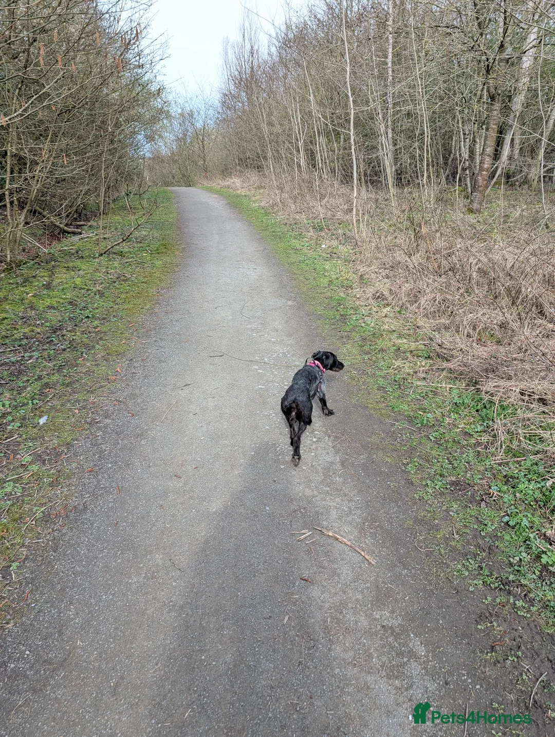 Mixed Breed dogs for sale: Female dauschand cross  - Advert 2