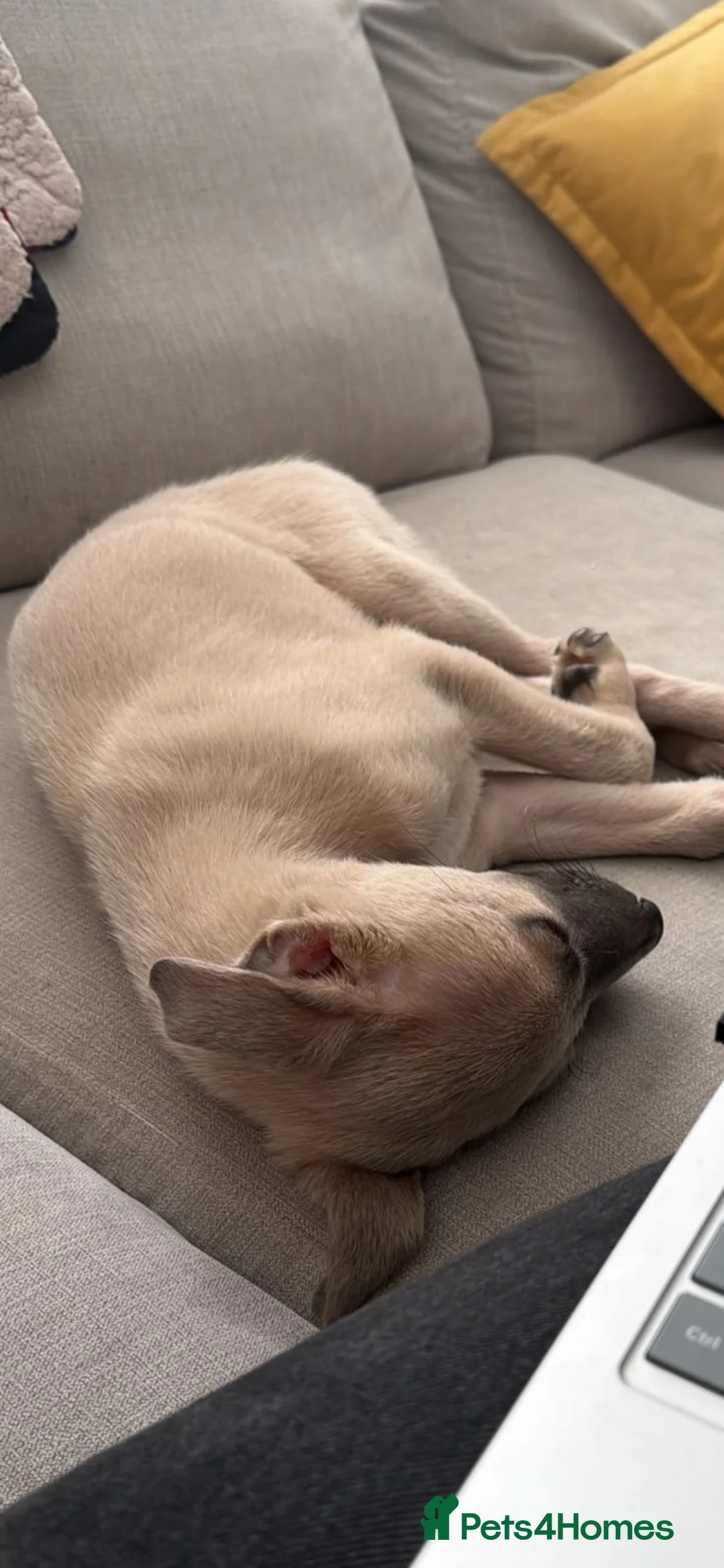 Whippet dogs for sale: 9 week old Fawn Whippet puppy - Advert 3