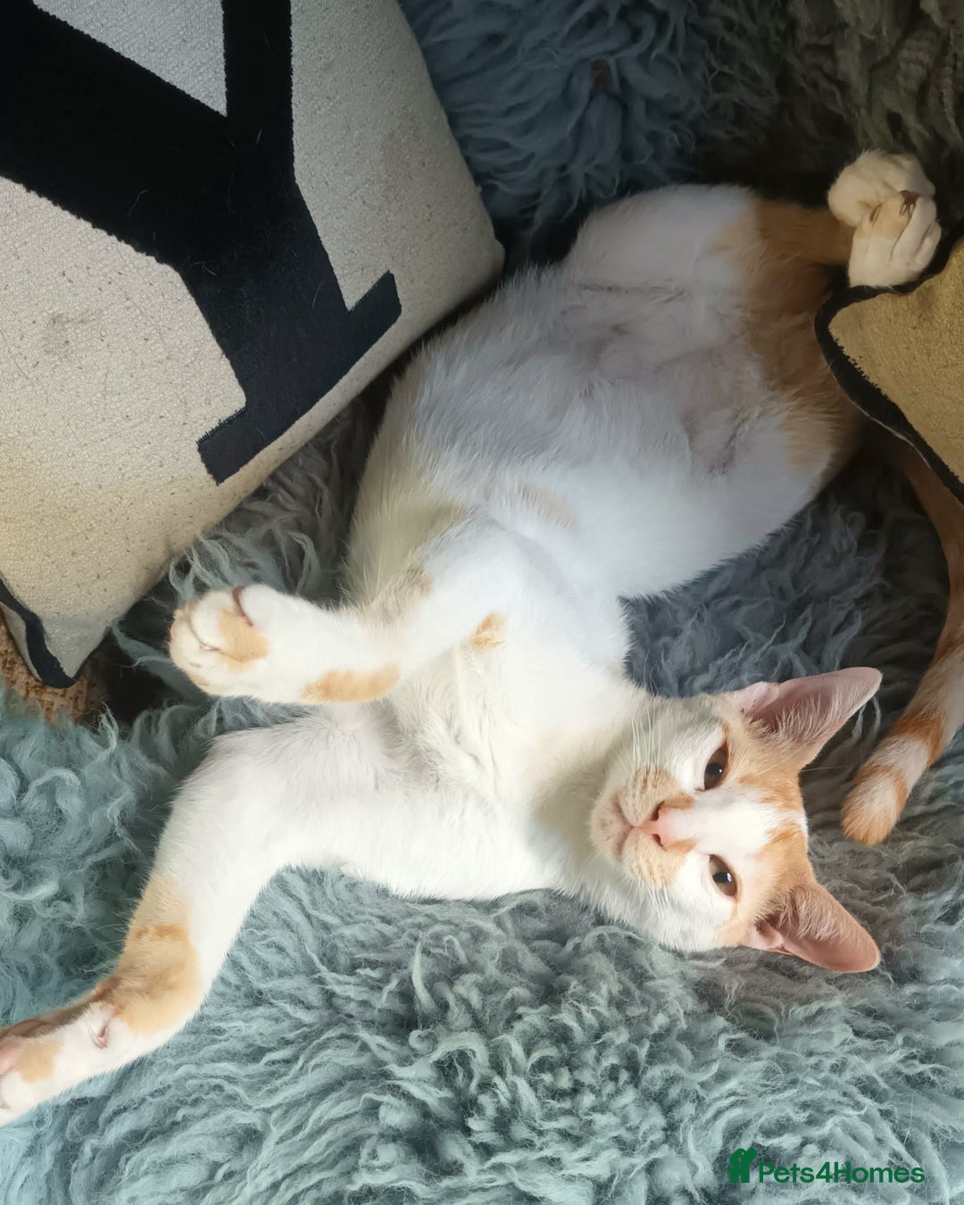 Mixed Breed cats for adoption: Sweet cuddly Carrot is a perfect family cat  - Image 4