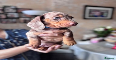 Miniature Dachshund dogs KC registered, PRA Clear!!! Miniature Dachshund  - Advert 4