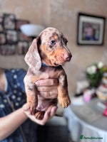 Miniature Dachshund dogs KC registered, PRA Clear!!! Miniature Dachshund - Advert 4