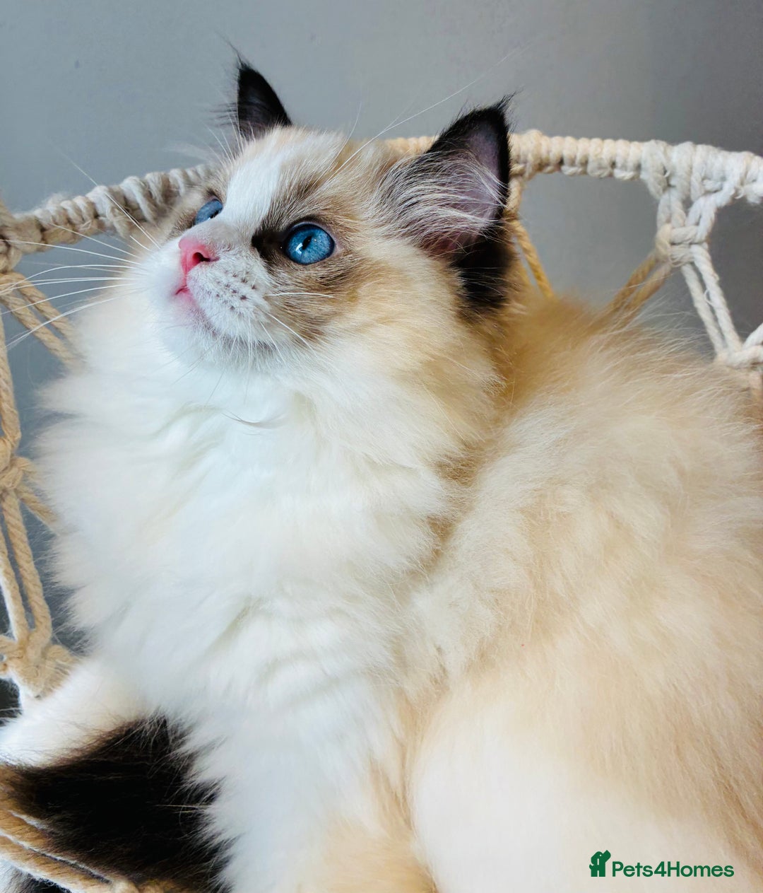 Ragdoll cats for sale: Champion Lines - Ragdoll Kittens - Advert 16