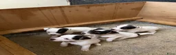 Parson Russell dogs for sale: Parson Russell pups for sale  - Advert 8