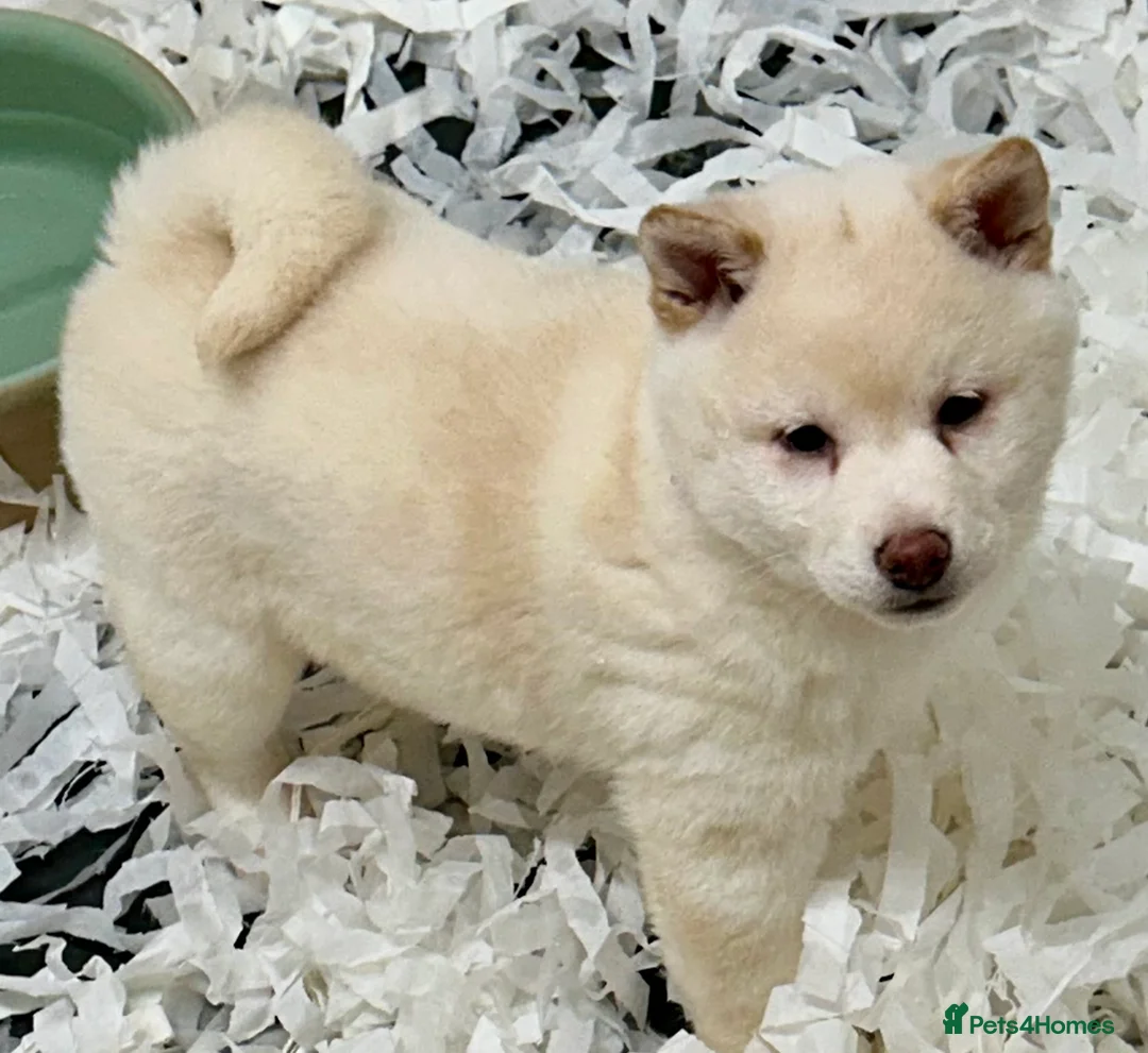 Japanese Shiba Inu dogs for sale: The stunning Japanese Shiba Inu  - Advert 6