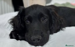 Cocker Spaniel dogs for sale: Working cocker spaniel puppy  - Image 4