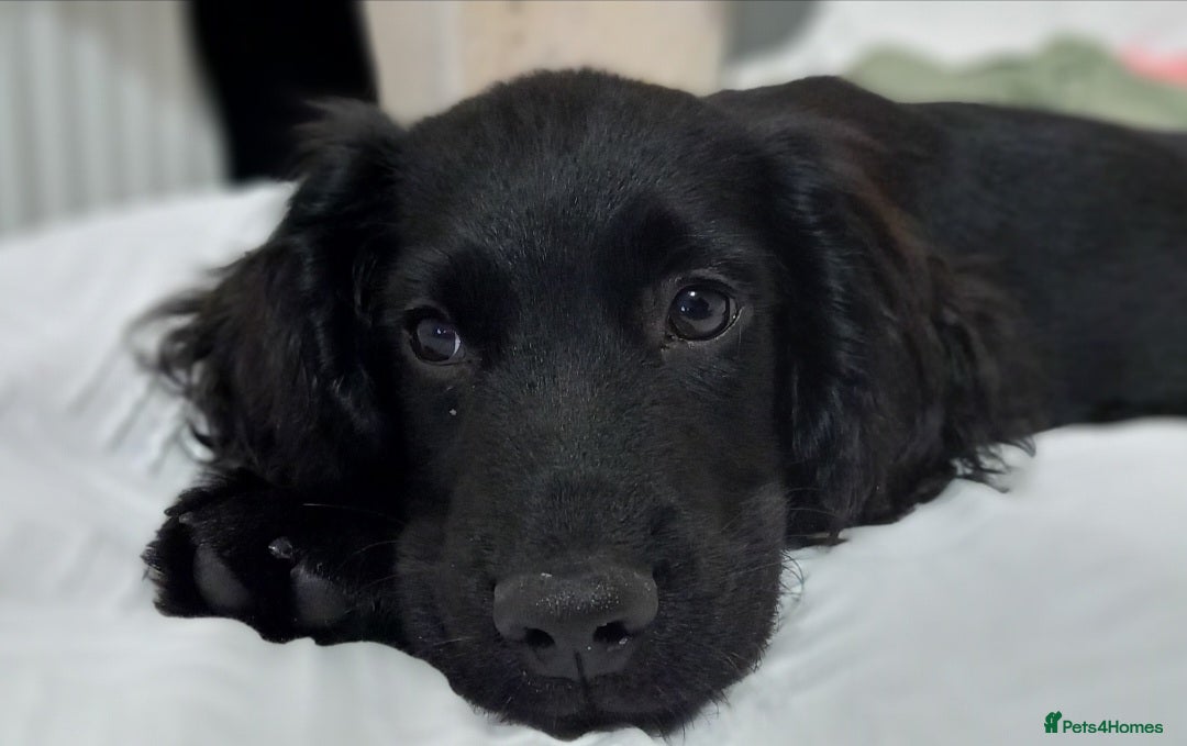 Cocker Spaniel dogs for sale: Working cocker spaniel puppy  - Image 4