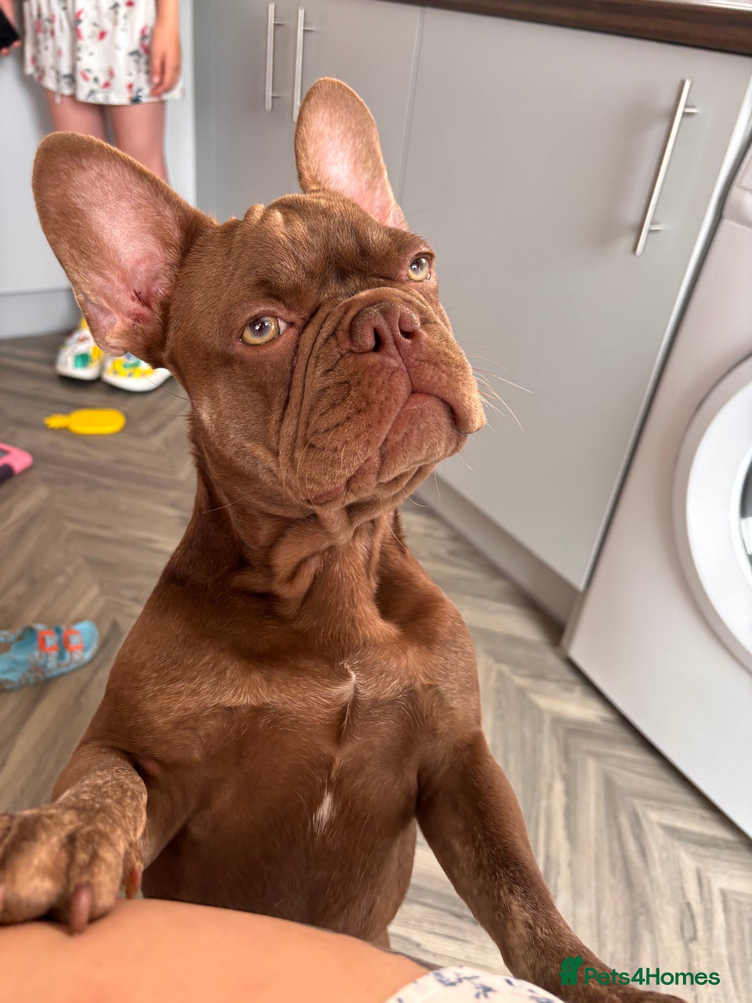 French Bulldog dogs for sale: Kronk Rojo French bulldog  - Image 1