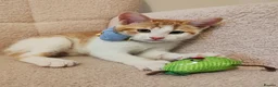 Mixed Breed cats for sale: 4 Loving kittens for sale  - Advert 21
