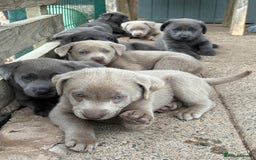 Labrador Retriever dogs for sale: Beautiful Silver & Charcoal KC Labs - Image 6