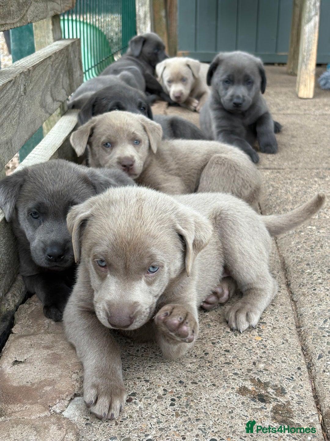 Labrador Retriever dogs for sale: Beautiful Silver & Charcoal KC Labs - Image 6
