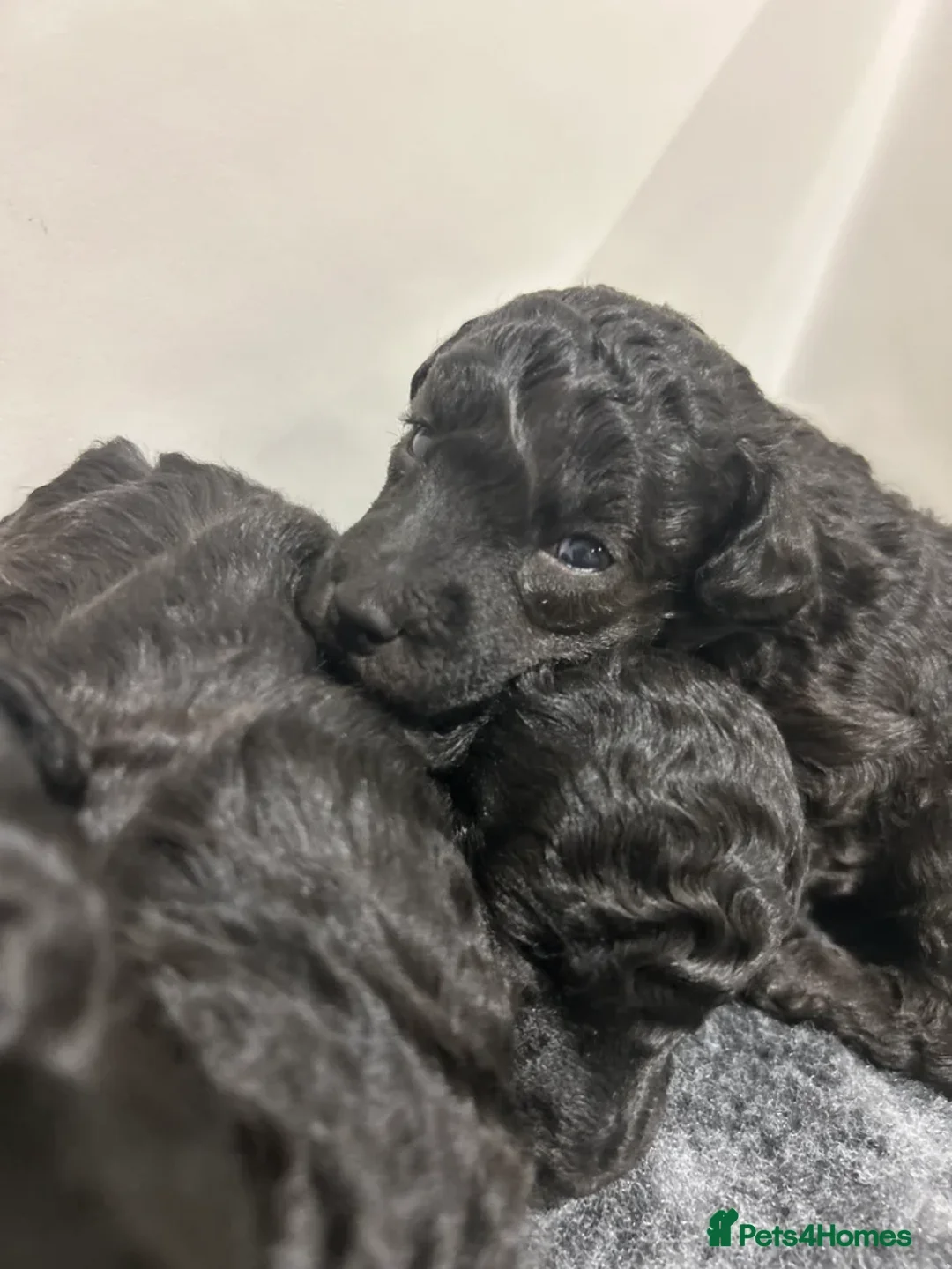 Toy Poodle dogs for sale: OUTSTANDING TOY SILVER POODLE BOYS DNA 🧬 CLEAR - Advert 5